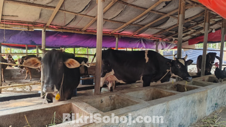 ১২ টা শাহীওয়াল ষাড় এবং ২ টি দুধের গাভী বিক্রি করা হবে।